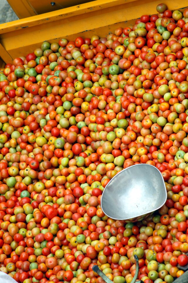 Bangaloretomato natitomato