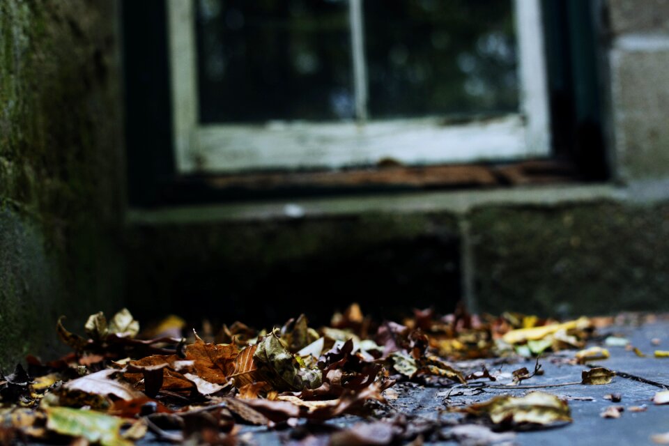 Window nature brick