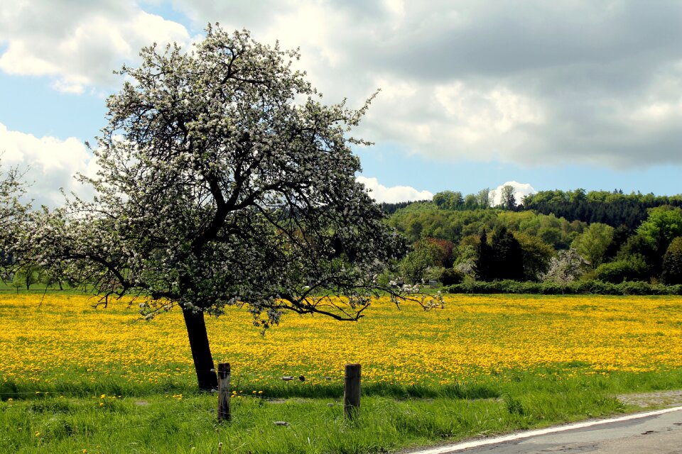Meadow spring yellow