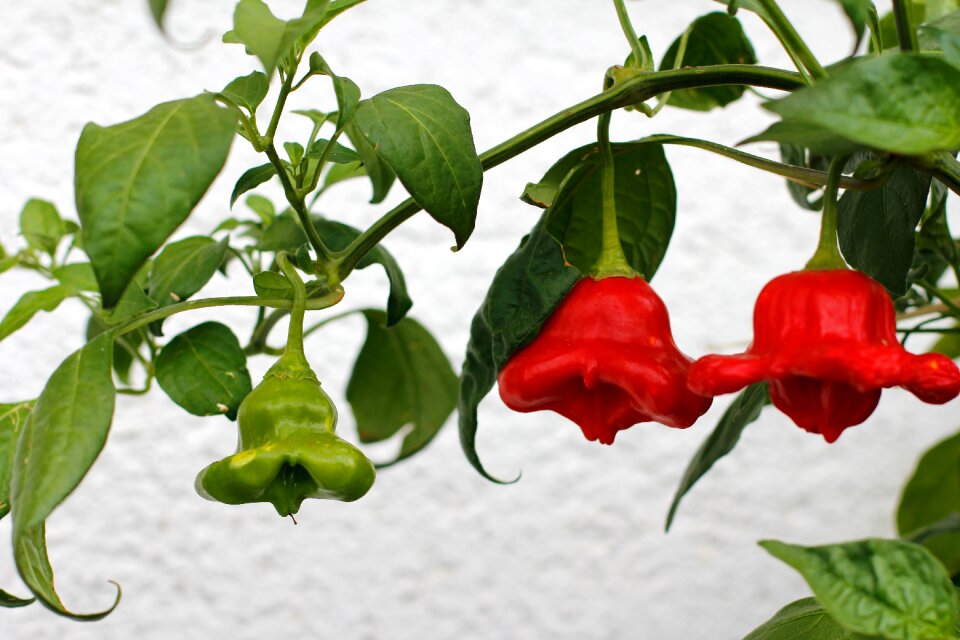 Red pepper food pepper
