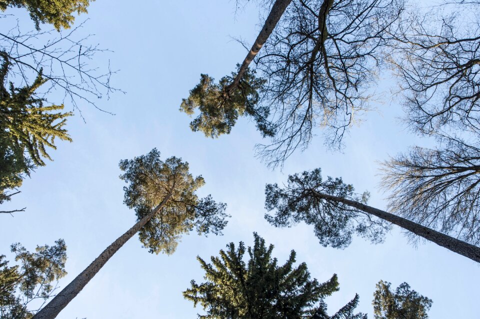 Conifer pine forest nature
