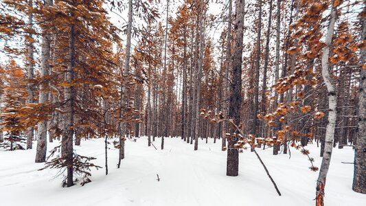 Snowy forest funds photography photo