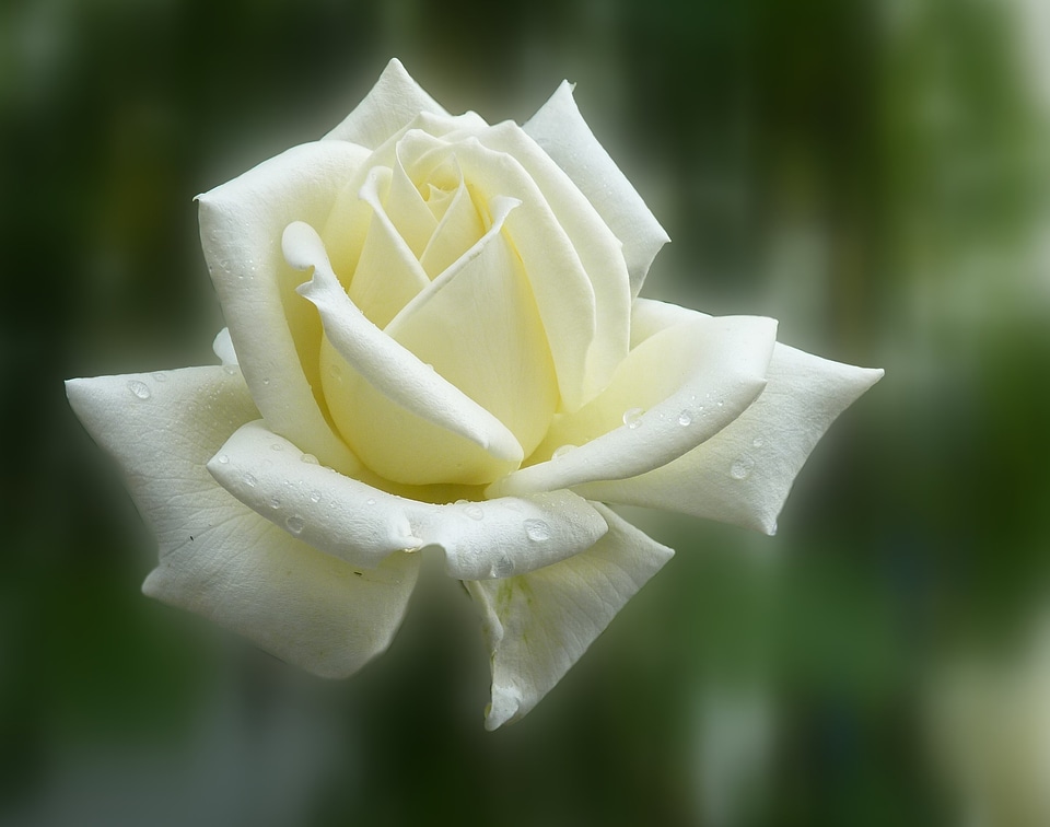 Bloom flower flowers