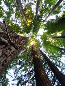 Forest trees branches photo