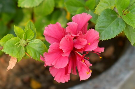 Flower shoeblack-plant