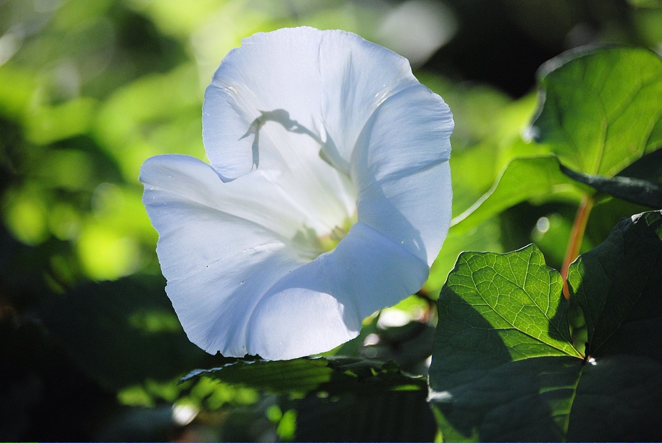 Trumpet climber plant climbing plant