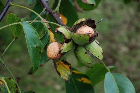 Walnut autumn fruit tree