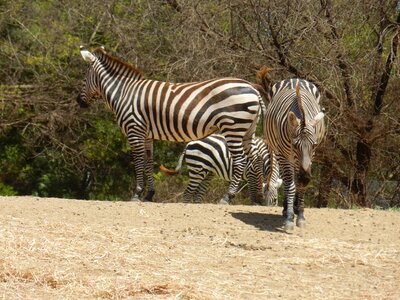 Zoo animals wild animals photo