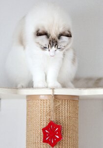 Cat animal pets