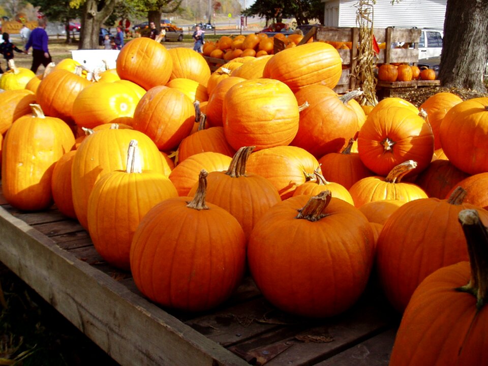 Harvest jack-o-lantern autumn