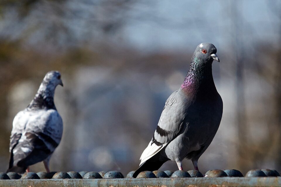 Tauben vogel vögel