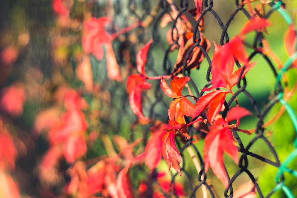 Wild wine vines the grid