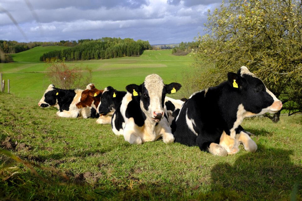 Animals pasture nature