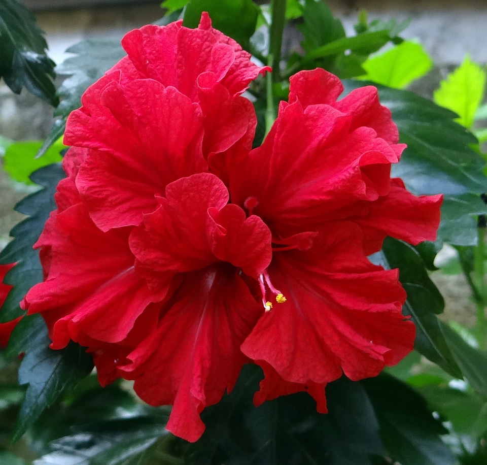 China rose rosa sinensis india
