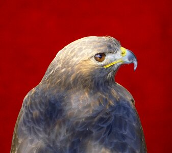 Head feathers peak