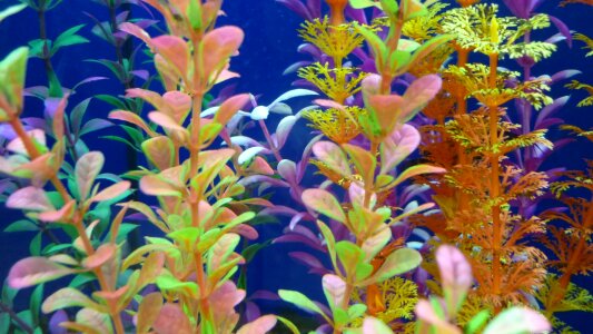 Leaves aquarium water