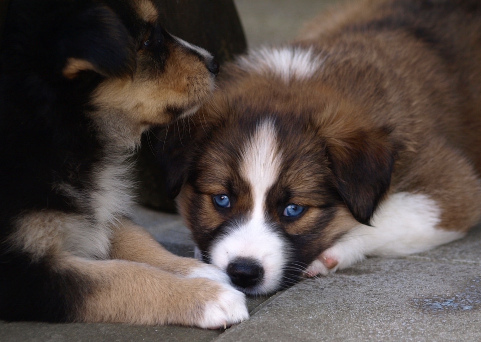 Animal portrait young dog cute