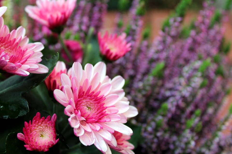 Nature plant full bloom