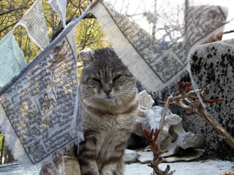 Animal domestic animal feline