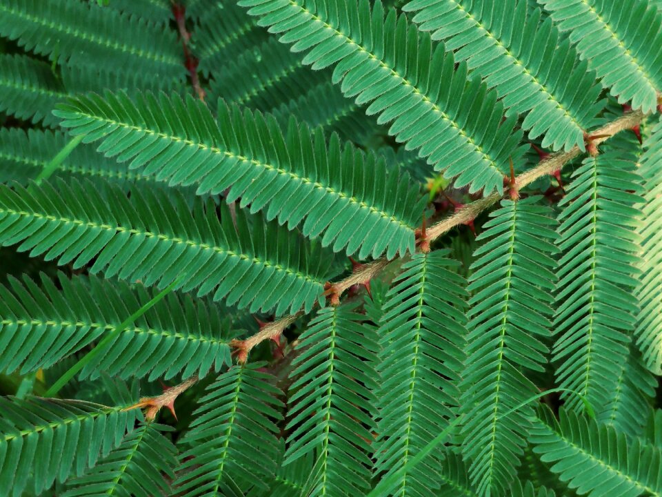 Spiny leaves closeup
