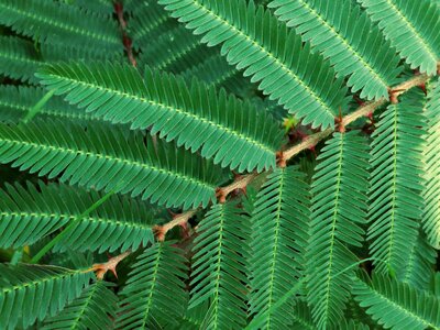 Spiny leaves closeup