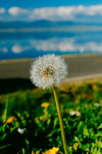 Dandelion sailimu lake race the lake photo