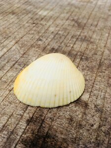 Wood desktop food