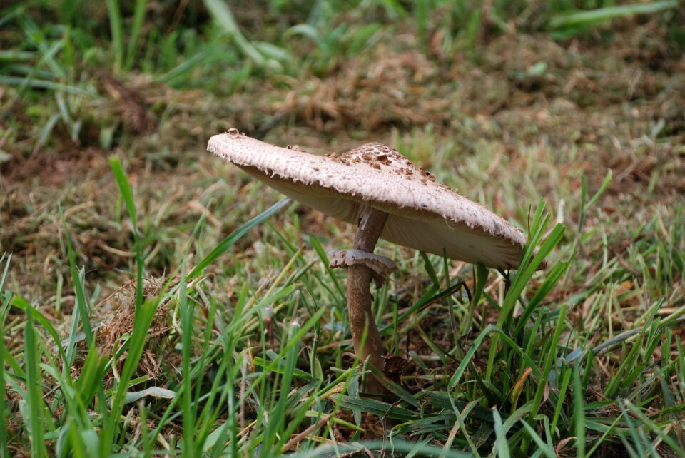 Macro lepiota autumn harvest