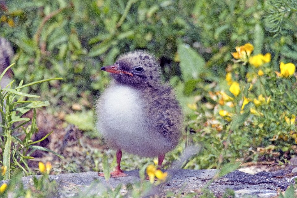 Chick of river tern young bird common tern north sea