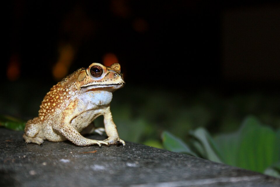 Reptile close toad