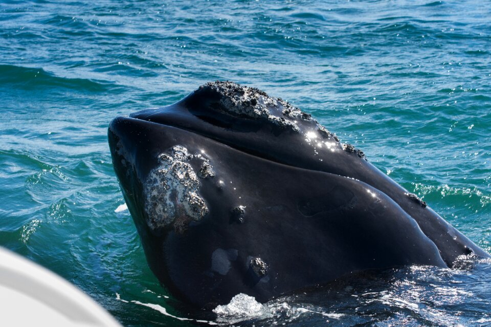 Fin mammal marine life