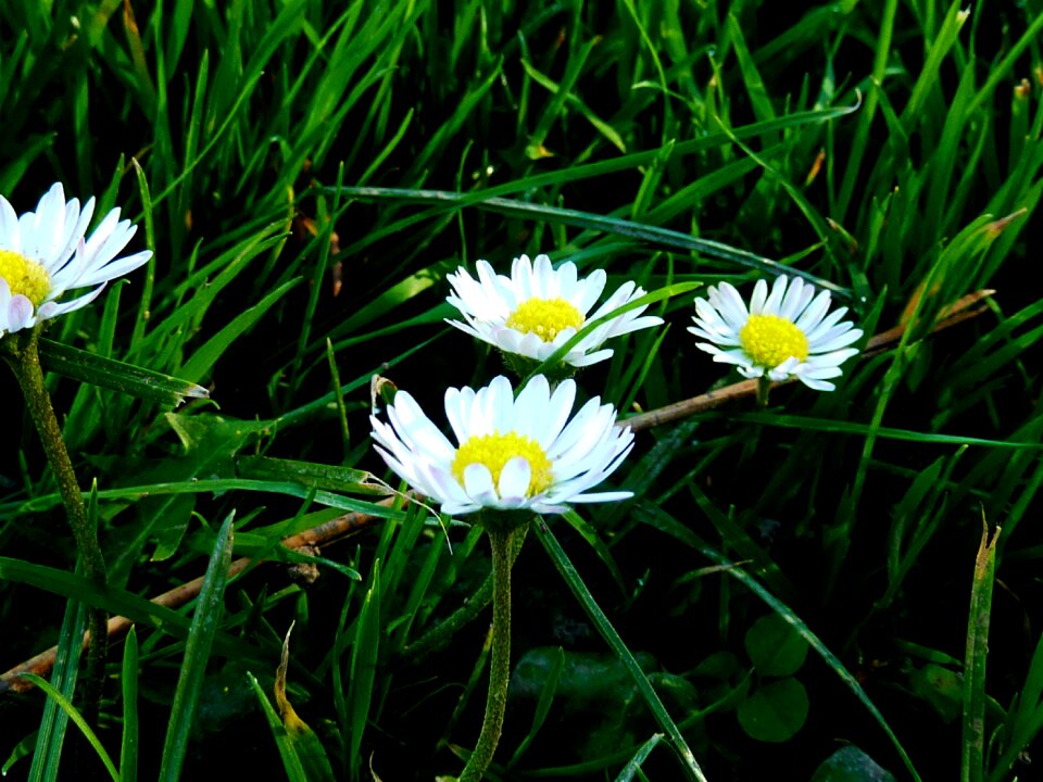 Flower meadow nature grass photo