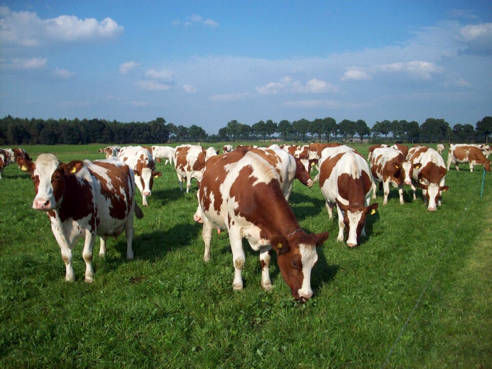Cow cattle breeding