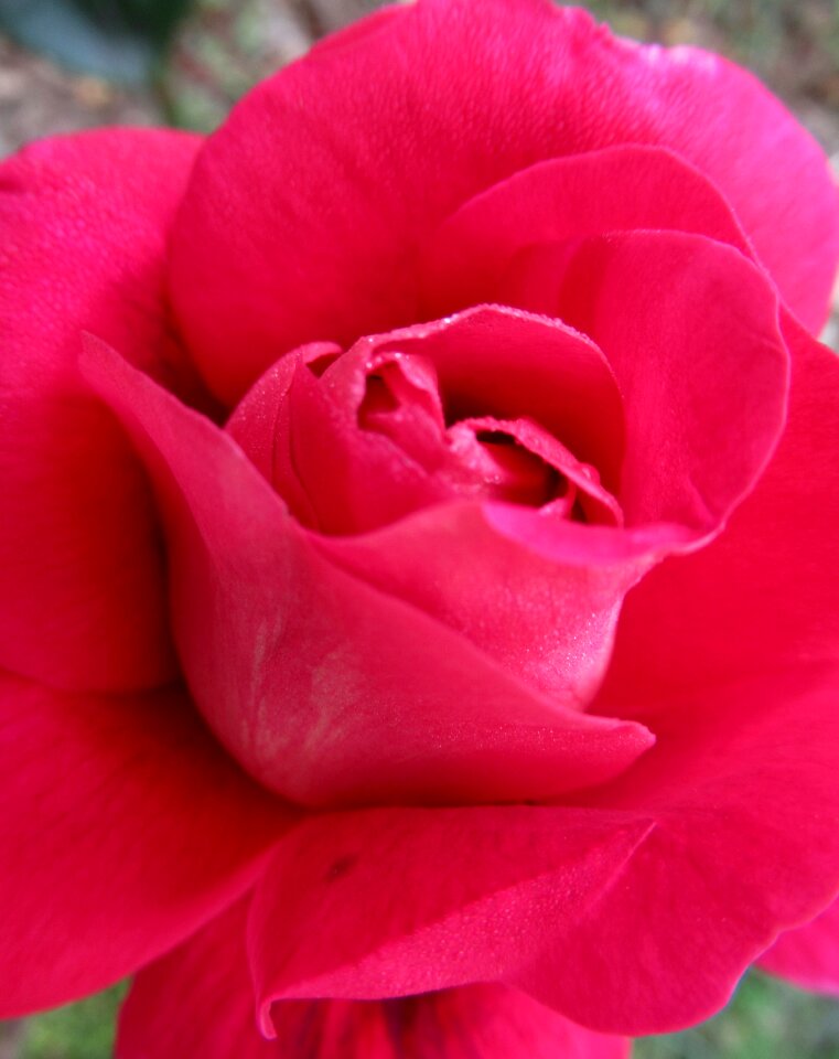 Rose autumn dew