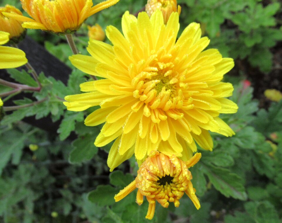 Chrysanthemum yellow garden photo