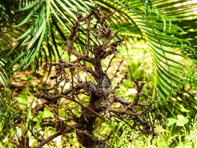 Dry branch trunk bare