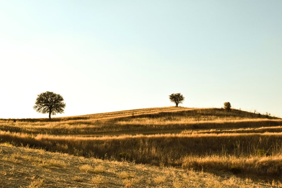 Nature landscape meadow