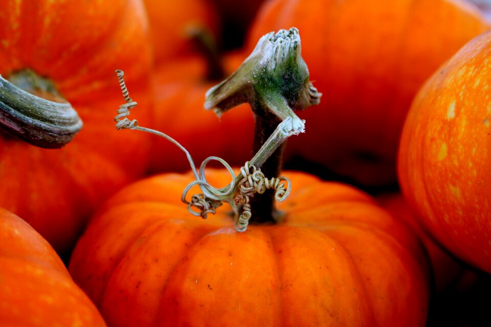 Orange october stem