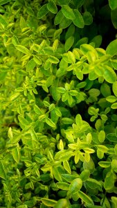 Vegetation growth nature freshness