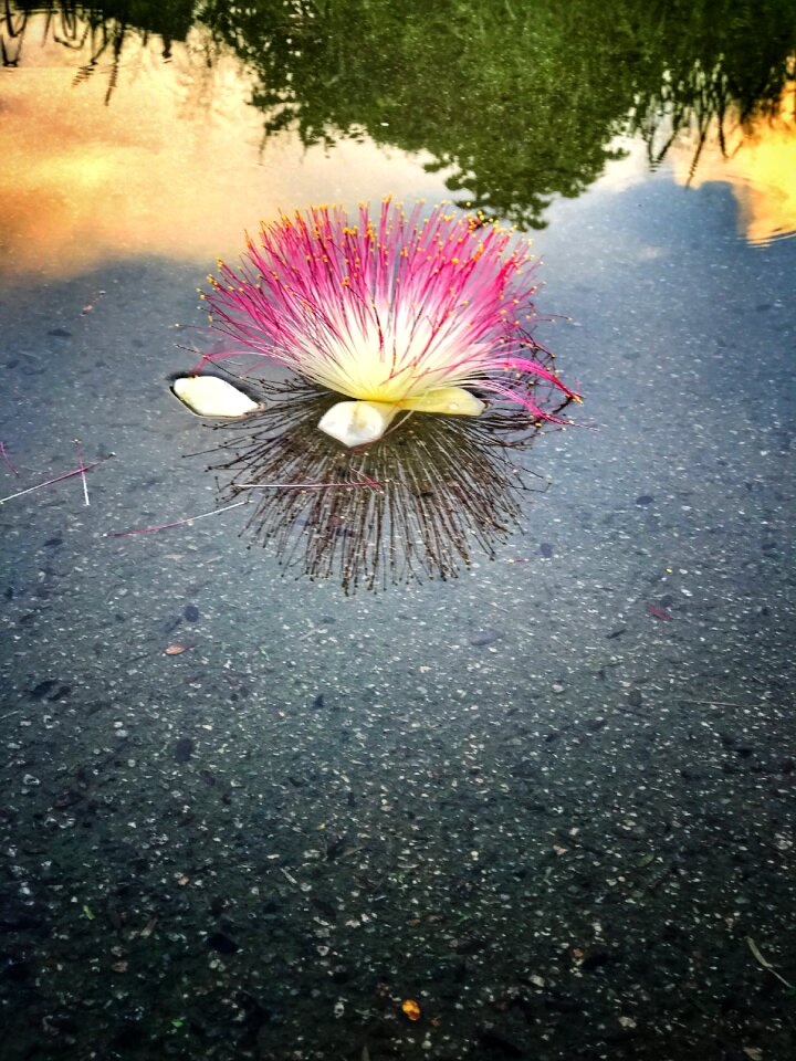 Nature blossom floral