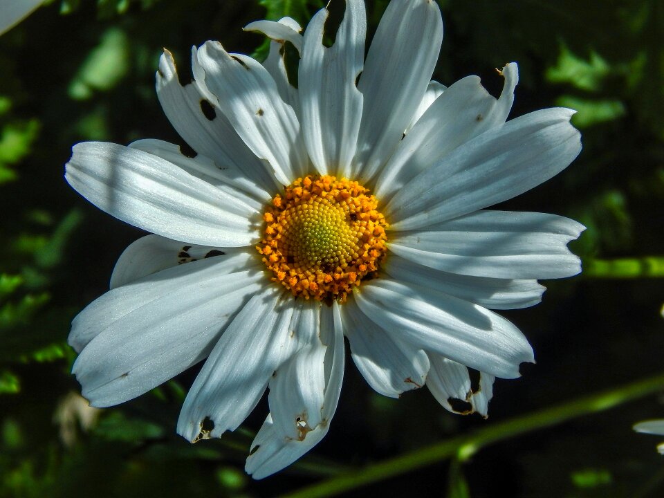 Nature white flowers insect