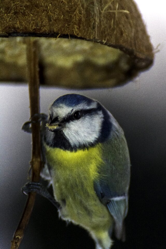 Winter autumn blue tit