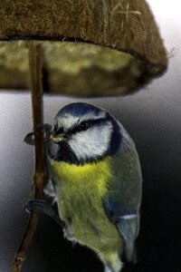 Winter autumn blue tit