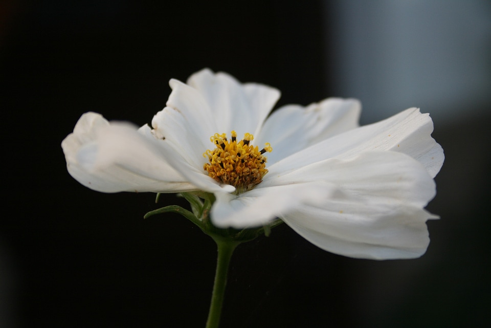 Blossom bloom plant