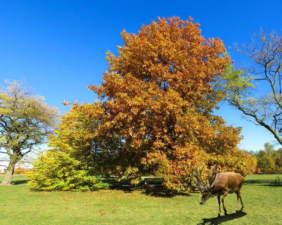 Tree leaves fall foliage