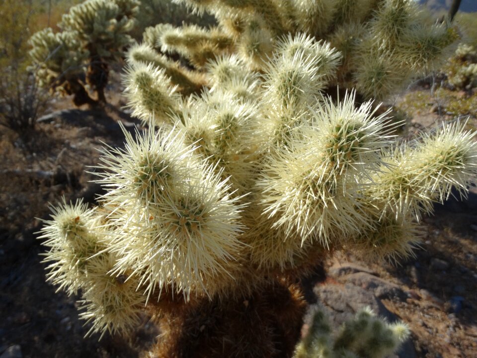 Dry arizona prickly
