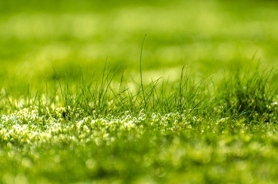 Plant effect background