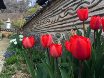 Tulip temple fence