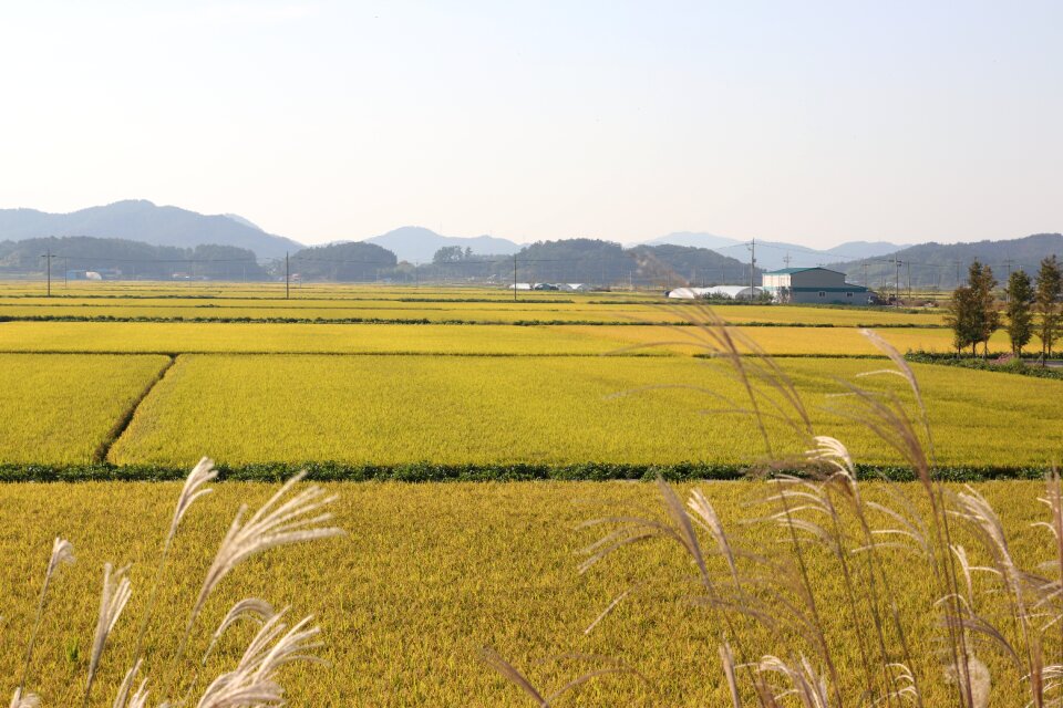 Plain ch rice paddies photo