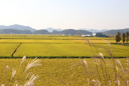 Plain ch rice paddies